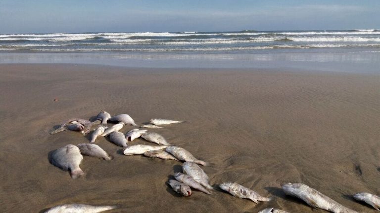 Sonhar Peixe Morto é Bom ou Mau Presságio O que significa