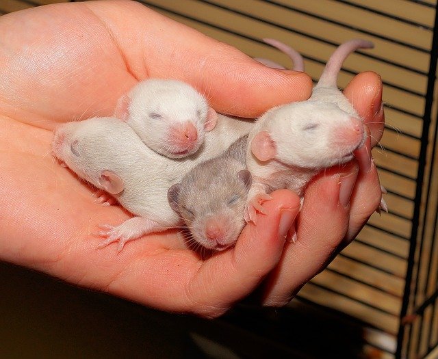 sonhar com filhote de rato